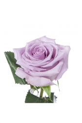 Ocean Song Lavender Rose 20" Long - 100 Stems