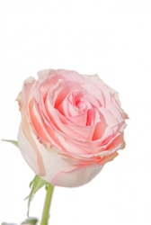 Orlando Light Pink Rose 20" Long - 100 Stems