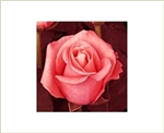 Peckoubo Salmon Pink Rose 20" Long - 100 Stems