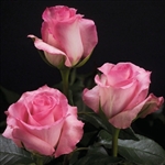 Priceless Pink Rose 20" Long - 100 Stems