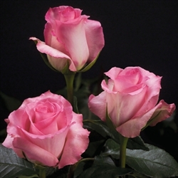 Priceless Pink Rose 20" Long - 100 Stems