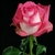 Rossini Novelty Rose 20" Long - 100 Stems