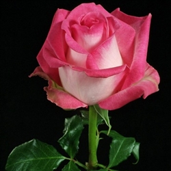 Rossini Novelty Rose 20" Long - 100 Stems