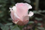 Sweet Akito Light Pink Rose 20" Long - 100 Stems