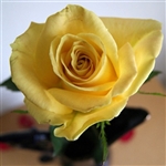 Skyline Yellow Rose 20" Long - 100 Stems