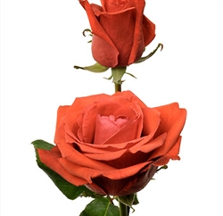 Star 2000 Orange Rose 20" Long - 100 Stems