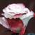 Sweetness Novelty Rose 20" Long - 100 Stems