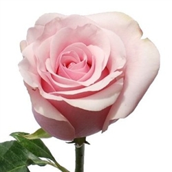 Titanic Light Pink Rose 20" Long - 100 Stems