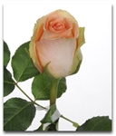 Versilla Peach Rose 20" Long - 100 Stems