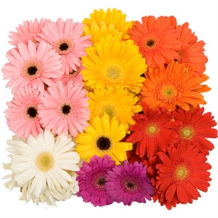 Assorted Mini-Gerbera Daisies - 140 Stems