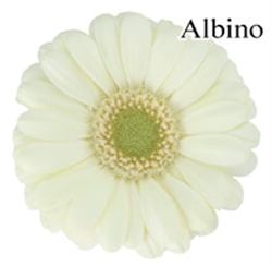 Albino White Mini-Gerbera Daisies - 140 Stems