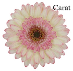 Carat Mini-Gerbera Daisies - 140 Stems