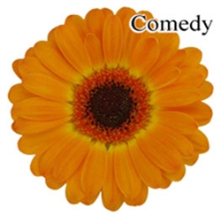 Comedy Mini-Gerbera Daisies - 140 Stems