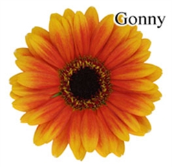 Gonny Mini-Gerbera Daisies - 140 Stems