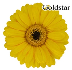 Gold Star Mini-Gerbera Daisies - 140 Stems