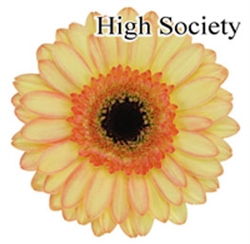 High Society Mini-Gerbera Daisies - 140 Stems