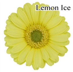 Lemon Ice Mini-Gerbera Daisies - 140 Stems