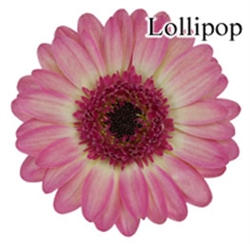 Lollipop Mini-Gerbera Daisies - 140 Stems