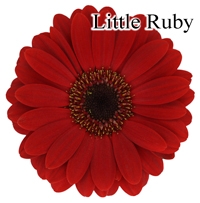 Little Ruby Mini-Gerbera Daisies - 140 Stems