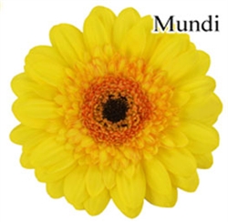 Mundi Mini-Gerbera Daisies - 140 Stems