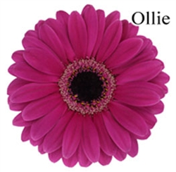 Ollie Mini-Gerbera Daisies - 140 Stems