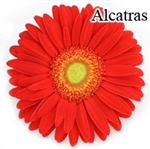 Alcatras Gerbera Daisies - 72 Stems