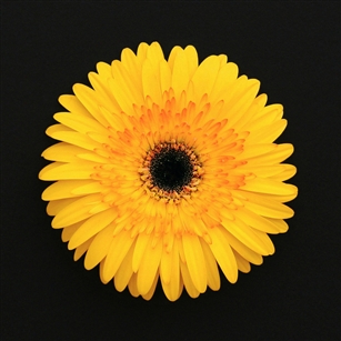 Aventura Yellow Gerbera Daisies - 70 Stems