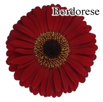 Bordorese Gerbera Daisies - 72 Stems