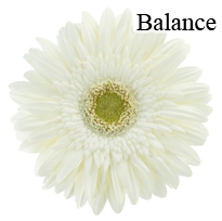 Balance White Gerbera Daisies - 72 Stems