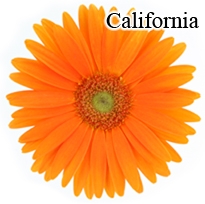 California Gerbera Daisies - 72 Stems (VERY POPULAR)