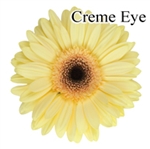 Creme Eye Gerbera Daisies - 72 Stems