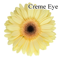 Creme Eye Gerbera Daisies - 72 Stems