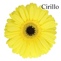 Cirillo Yellow Gerbera Daisies - 72 Stems