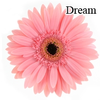 Dream Pink Gerbera Daisies - 72 Stems