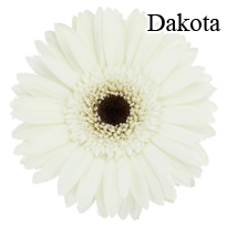 Dakota White Gerbera Daisies - 72 Stems