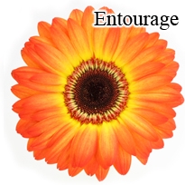 Entourage Gerbera Daisies - 72 Stems (VERY POPULAR)