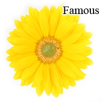 Famous Yellow Gerbera Daisies - 72 Stems *VERY POPULAR*