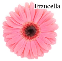 Francella Pink Gerbera Daisies - 72 Stems