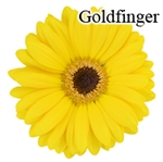 Goldfinger Yellow Gerbera Daisies - 72 Stems