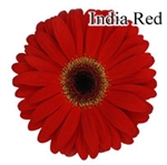 India Red Gerbera Daisies - 72 Stems