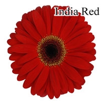 India Red Gerbera Daisies - 72 Stems