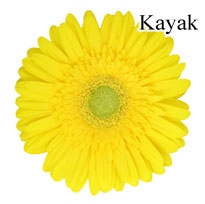 Kayak Yellow Gerbera Daisies - 72 Stems