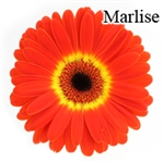 Marlise Gerbera Daisies - 72 Stems