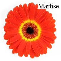 Marlise Gerbera Daisies - 72 Stems