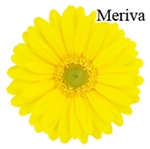Miriva Yellow Gerbera Daisies - 72 Stems