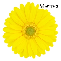 Miriva Yellow Gerbera Daisies - 72 Stems