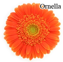 Ornella Gerbera Daisies - 72 Stems