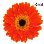 Real (color) Gerbera Daisies - 72 Stems