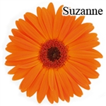 Suzanne Gerbera Daisies - 72 Stems