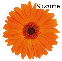 Suzanne Gerbera Daisies - 72 Stems